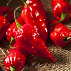 (Fresh) Hot Pepper - 500g