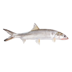 (Fresh) Ladyfish - 1Kg