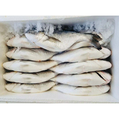 (Fresh) Seabream Full Box (Uncleaned) - 6Kg