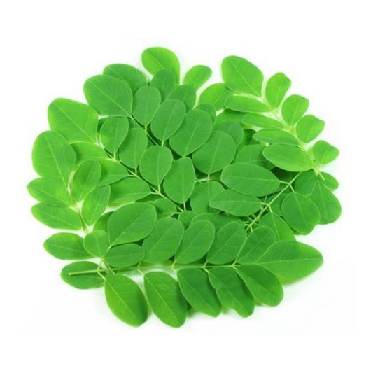 (Fresh) Drumstick Leaves - 1 big Bunch