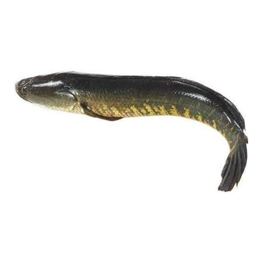 (Fresh) Murrel Korameenu - 2Kg