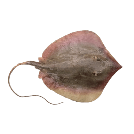 (Fresh) Stringray (Thirandi) - 1Kg