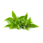 Thai Basil (Bunch)