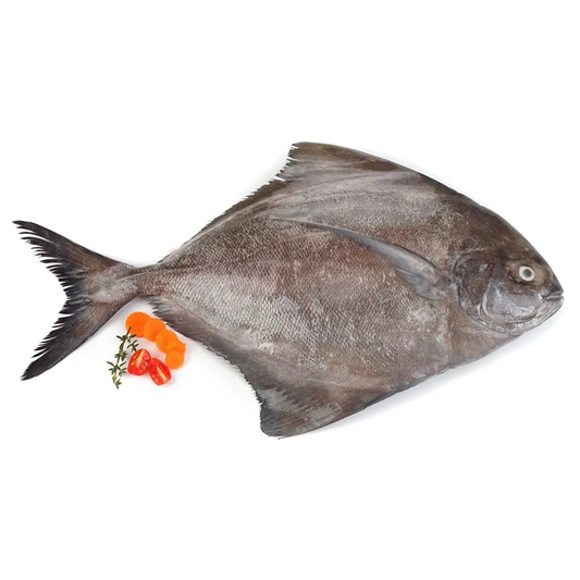 (Fresh) Black Pomfret - 1Kg