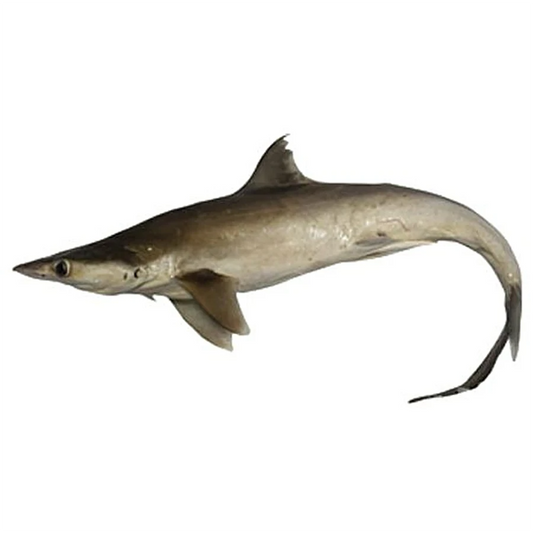 (Fresh) Milk Shark - 1Kg