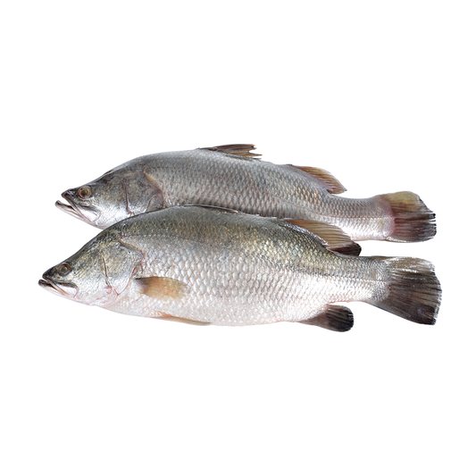 (Fresh) Barramundi - 1Kg
