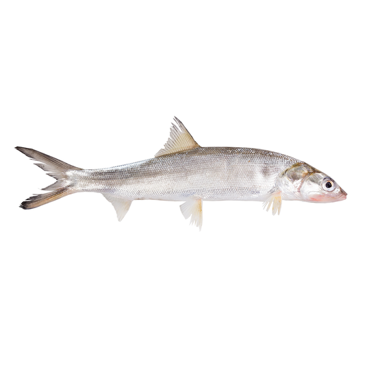 (Fresh) Ladyfish - 1Kg
