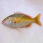 Emperor Fish - 1Kg