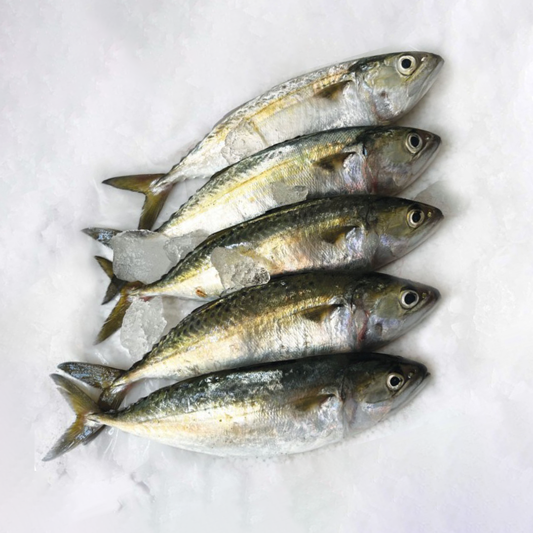 Indian Mackerel - 1Kg