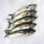 Indian Mackerel - 1Kg