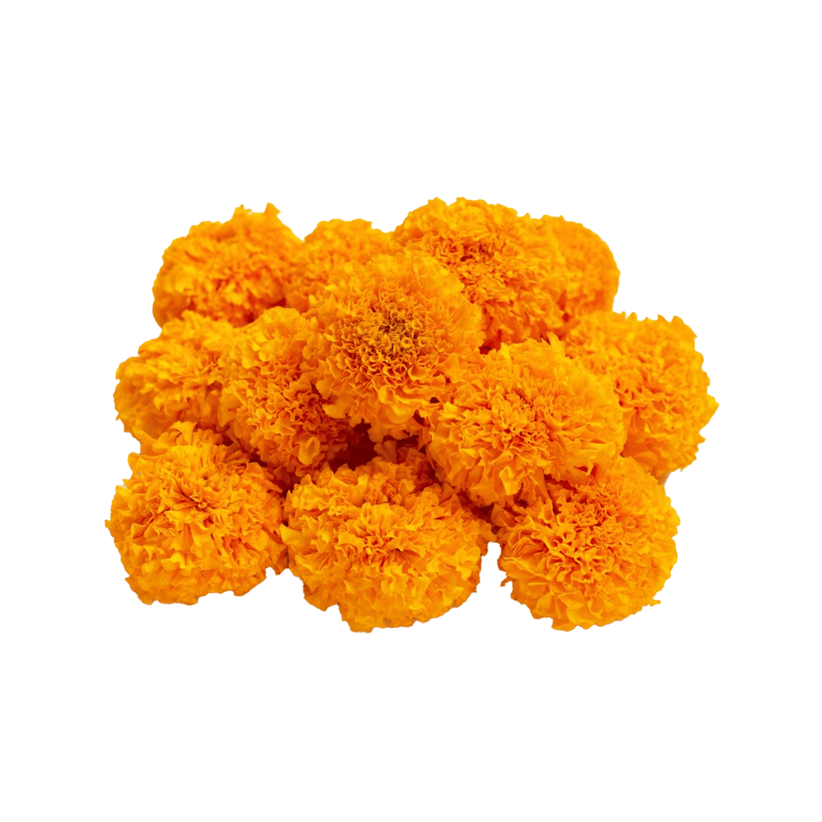 Marie Gold Flowers - 250g