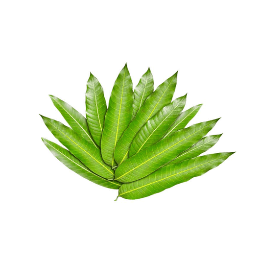 Mango Leaves