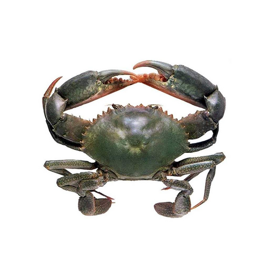 (Fresh) Mud Crab - 1Kg