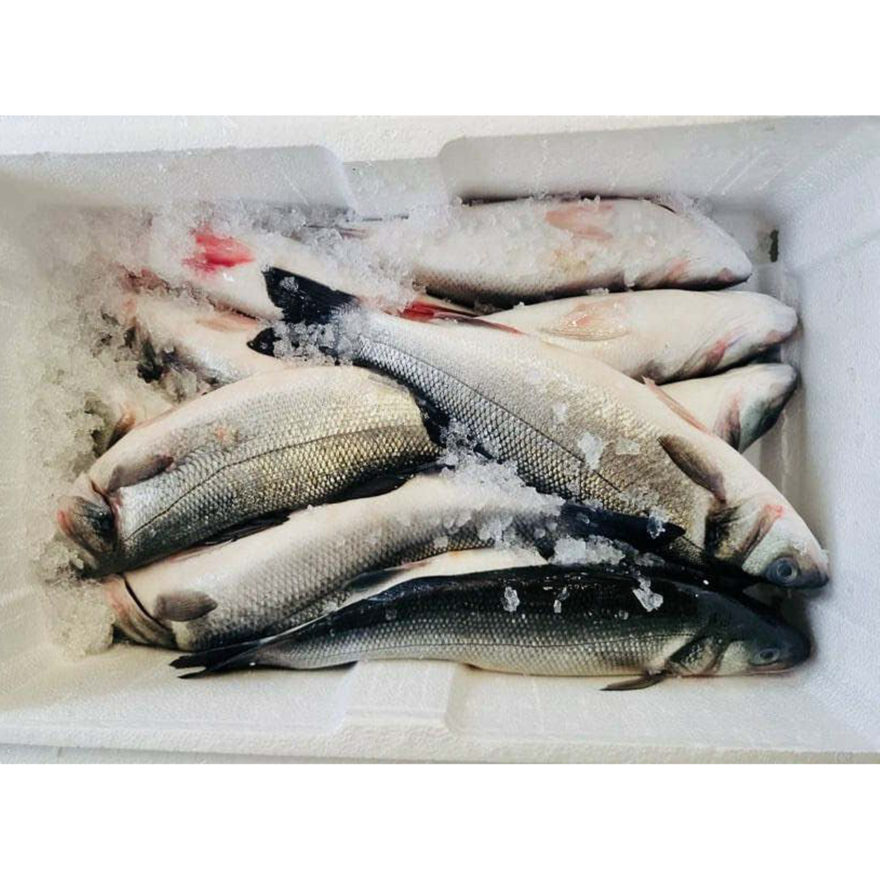 (Fresh) Seabass Full Box (Uncleaned) - 6Kg