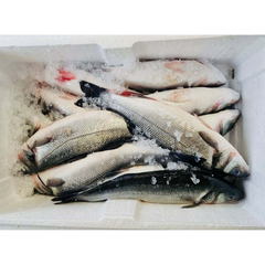 (Fresh) Seabass Full Box (Uncleaned) - 6Kg