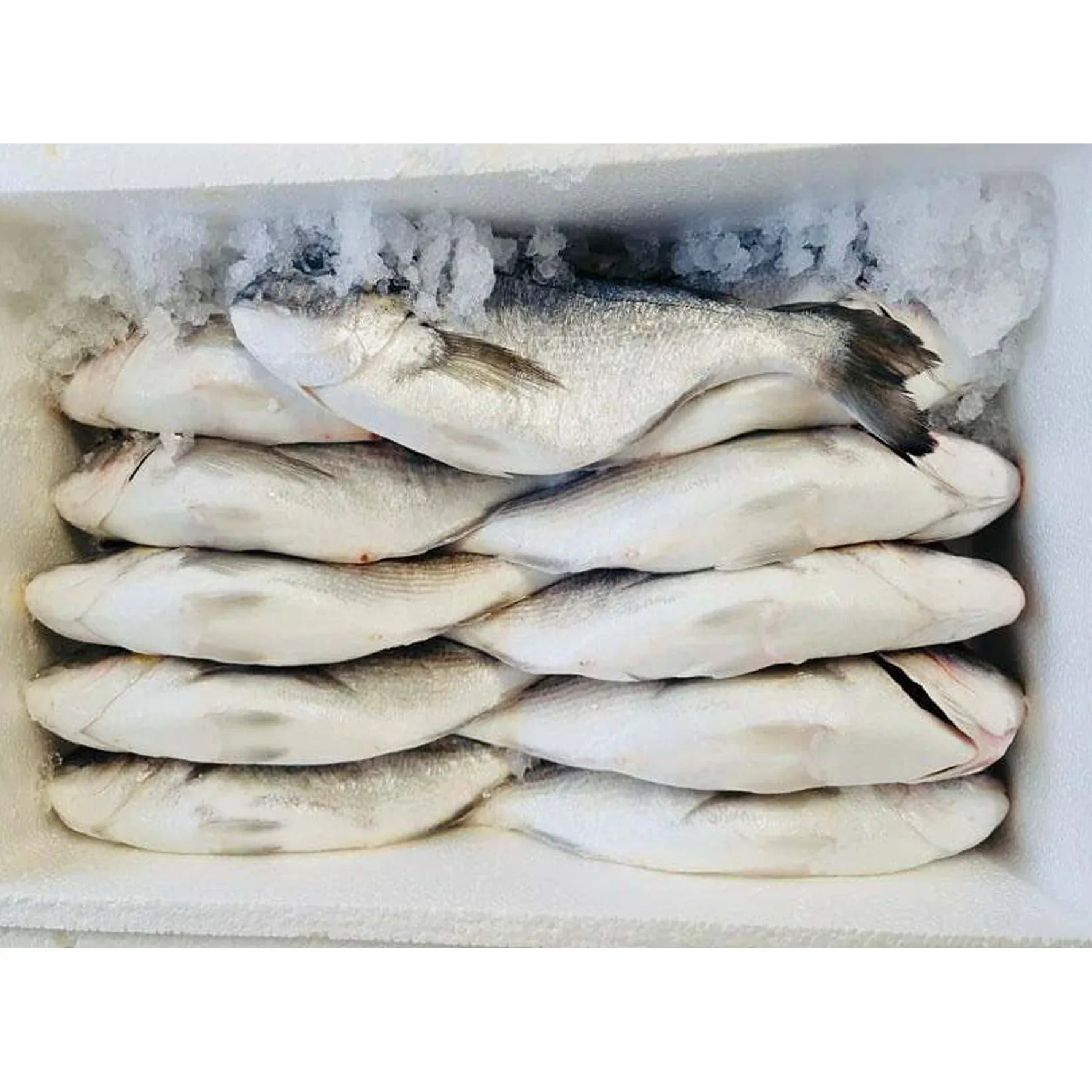 (Fresh) Seabream Full Box (Uncleaned) - 6Kg - Fresh Seafood, Meat, Poultry & Seafood - Vegspot