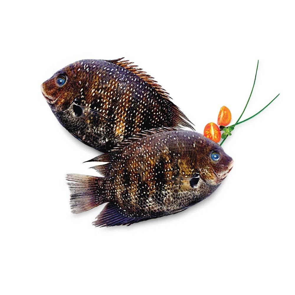 Pearl Spot (Karimeen) - 1Kg