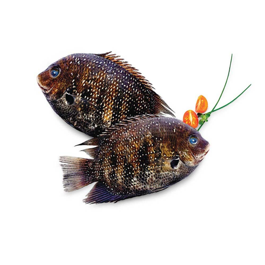 (Fresh) Pearl Spot (Karimeen) - 1Kg