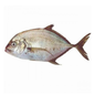 Malabar Trevally - 1Kg
