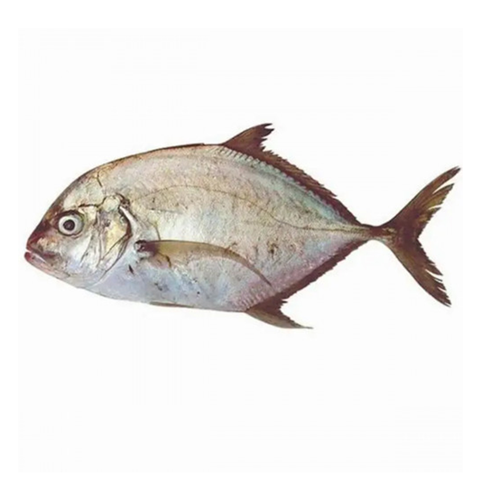 (Fresh) Malabar Trevally - 1Kg