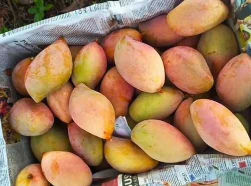 Totapuri Mangoes 3Kg